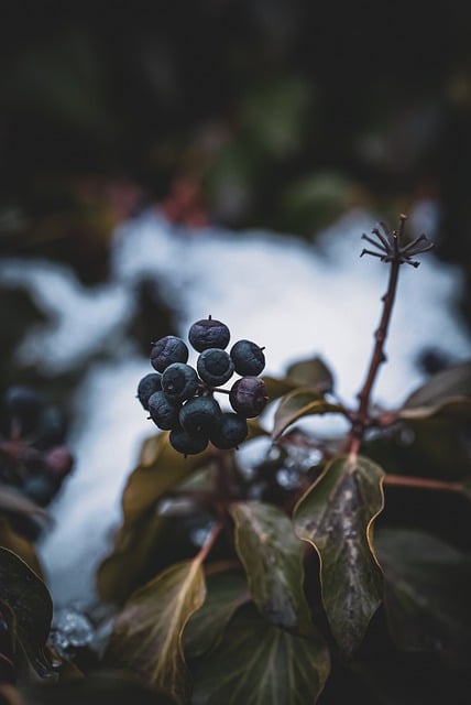 Free download berry fruit plant leaves winter free picture to be edited with GIMP free online image editor