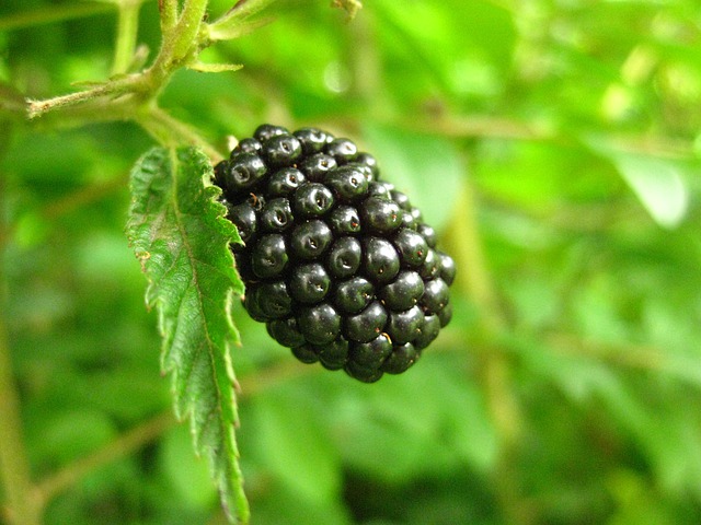 Free download berry fruit ripe blackberry sweet free picture to be edited with GIMP free online image editor