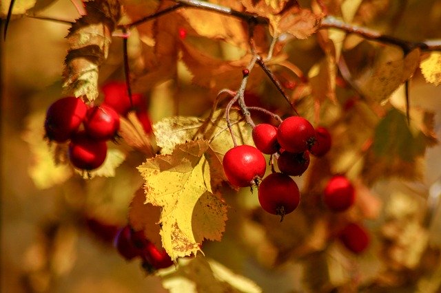 Free download Berry Red Yellow Autumn -  free photo or picture to be edited with GIMP online image editor