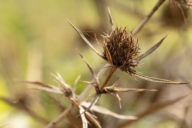 Free download Bógáncs Dry Plant Nature -  free photo or picture to be edited with GIMP online image editor