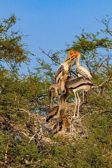 Free download Bharatpur Birds Sanctuary -  free photo or picture to be edited with GIMP online image editor