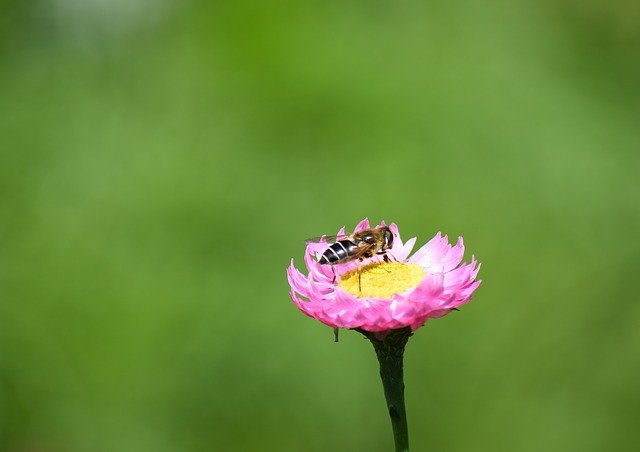 Kostenloser Download Biene Insekt Blüte - kostenloses Foto oder Bild zur Bearbeitung mit GIMP Online-Bildbearbeitung