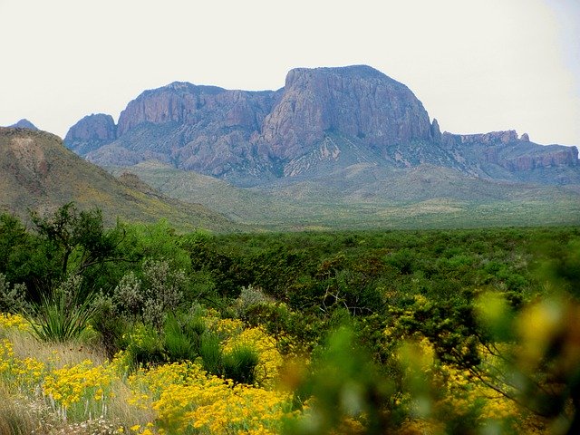 Free download Big Bend Desert Cactus -  free photo or picture to be edited with GIMP online image editor