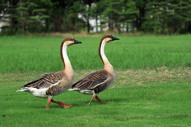 Free download Big Wild Goose Pagoda Walking Park -  free photo or picture to be edited with GIMP online image editor