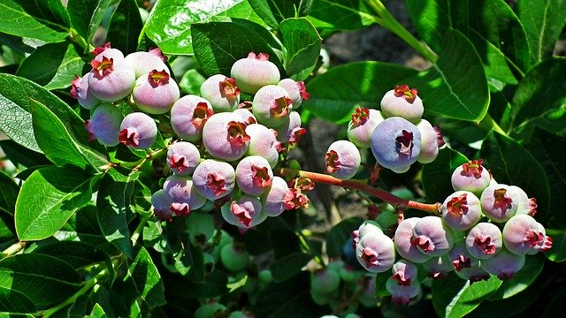 Free download Bilberry American Plant Bush -  free photo or picture to be edited with GIMP online image editor