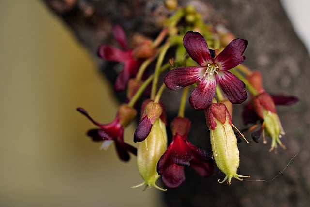 免费下载 bilimbi 鲜花水果免费图片可使用 GIMP 免费在线图像编辑器进行编辑