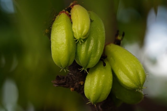 Free download bilimbi fruits plant free picture to be edited with GIMP free online image editor