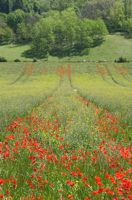 Free download Biodiversity Poppy Wheat -  free photo or picture to be edited with GIMP online image editor