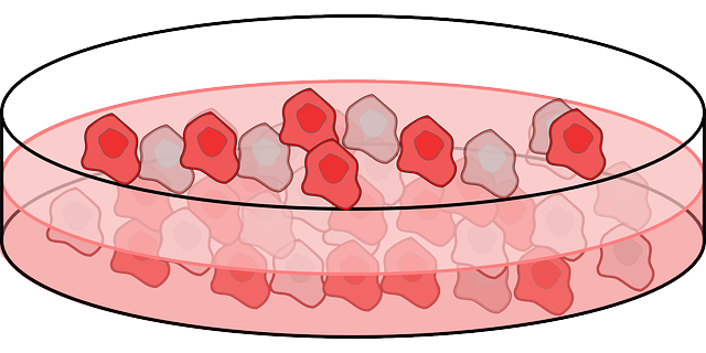 Free download Biology Cells - Free vector graphic on Pixabay free illustration to be edited with GIMP free online image editor