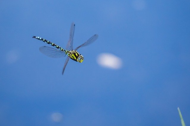 Free download Biotope Dragonfly Valais -  free photo or picture to be edited with GIMP online image editor