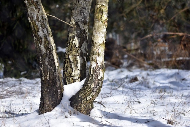 Free download birch bark tree forest nature free picture to be edited with GIMP free online image editor