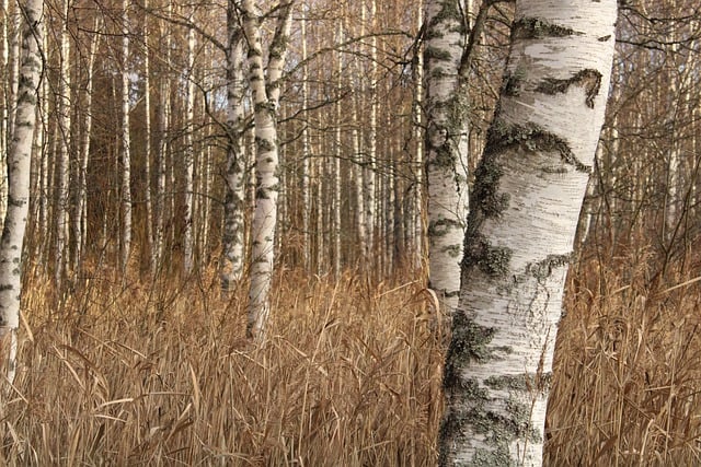 Free download birch birches autumn hay grass free picture to be edited with GIMP free online image editor