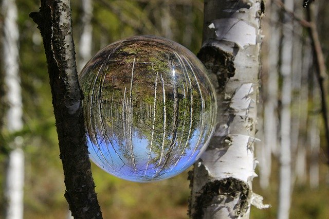 Free download Birch Forest Glass Ball -  free photo or picture to be edited with GIMP online image editor