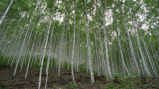 Free download Birch Forest Nature -  free free photo or picture to be edited with GIMP online image editor