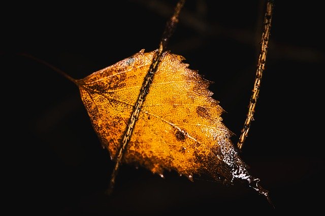 Free download Birch Leaf Withered Wet -  free photo or picture to be edited with GIMP online image editor