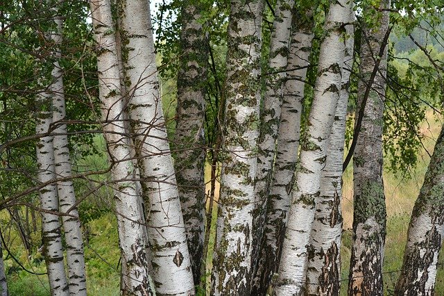 Free download Birch Tree Bosk -  free photo or picture to be edited with GIMP online image editor