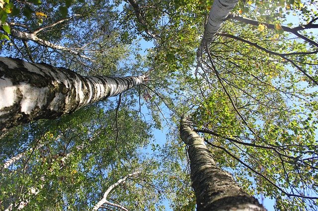 Free download Birch Tree Himmel -  free photo or picture to be edited with GIMP online image editor