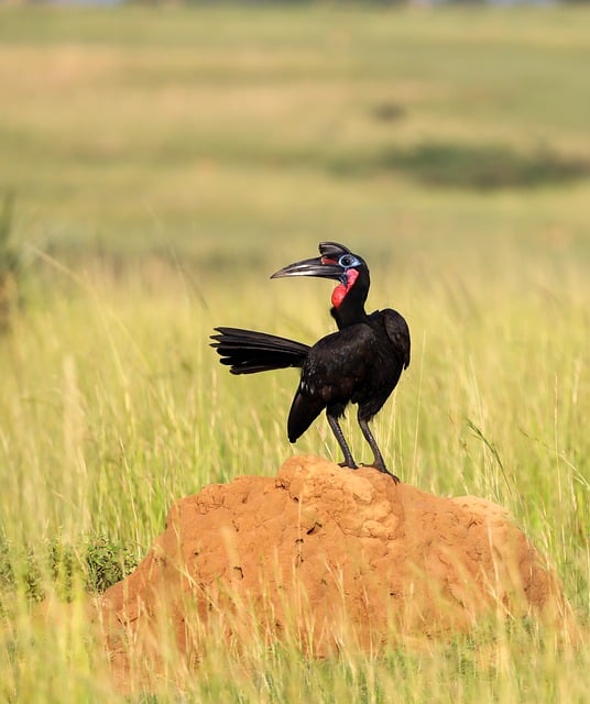 Free download bird abyssinian ground hornbill beak free picture to be edited with GIMP free online image editor