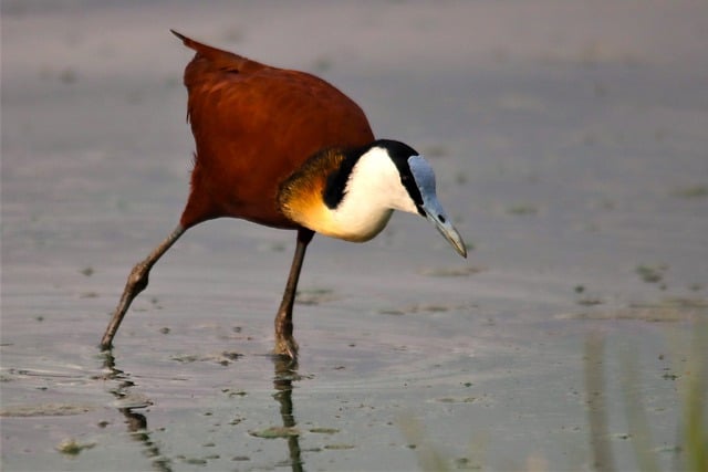 Free download bird african jacana free picture to be edited with GIMP free online image editor