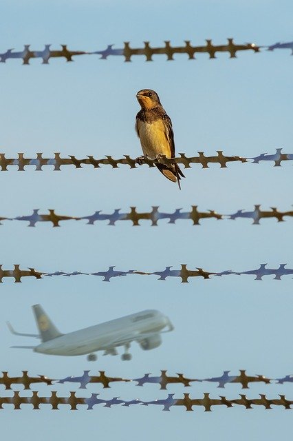 Free download Bird Aircraft Fence -  free photo or picture to be edited with GIMP online image editor