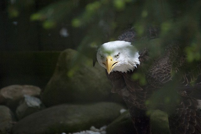 Free download bird american eagle bald eagle free picture to be edited with GIMP free online image editor