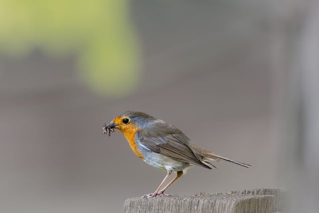 Free download bird american robin tree beak free picture to be edited with GIMP free online image editor