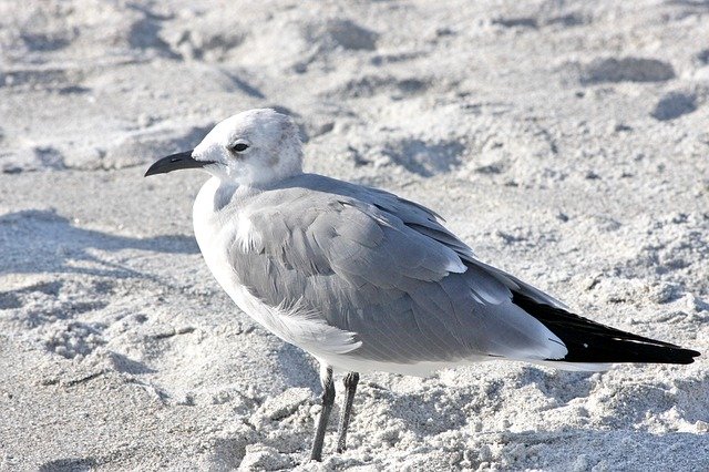 Free download Bird Animal Beach -  free photo or picture to be edited with GIMP online image editor