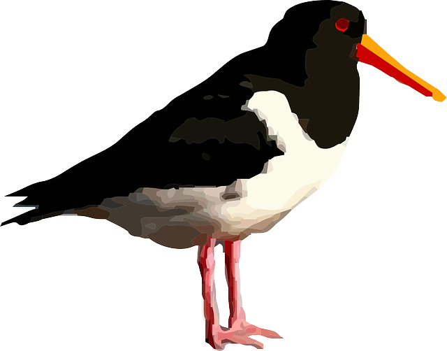 Free download Bird Animal - Free vector graphic on Pixabay free illustration to be edited with GIMP free online image editor