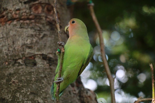 Free download Bird Animal Green -  free free photo or picture to be edited with GIMP online image editor