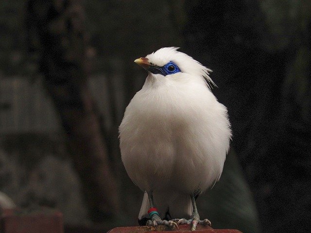 Free download Bird Animal Nature Hong Kong -  free photo or picture to be edited with GIMP online image editor