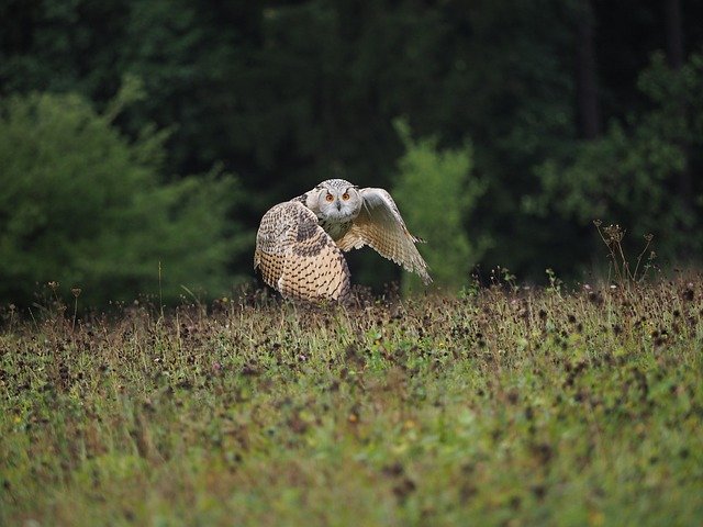 Free download Bird Animal Owl -  free photo or picture to be edited with GIMP online image editor