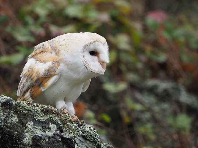 ດາວ​ໂຫຼດ​ຟຣີ Bird Animal Owl Barn - ຮູບ​ພາບ​ຟຣີ​ຫຼື​ຮູບ​ພາບ​ທີ່​ຈະ​ໄດ້​ຮັບ​ການ​ແກ້​ໄຂ​ກັບ GIMP ອອນ​ໄລ​ນ​໌​ບັນ​ນາ​ທິ​ການ​ຮູບ​ພາບ​