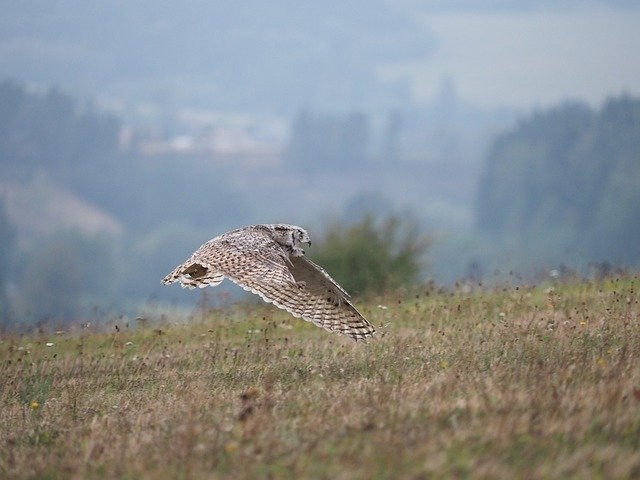 Free download Bird Animal Owl Sabertooth -  free photo or picture to be edited with GIMP online image editor