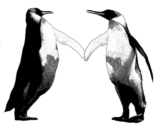 Free download Bird Animal World Penguin -  free illustration to be edited with GIMP free online image editor