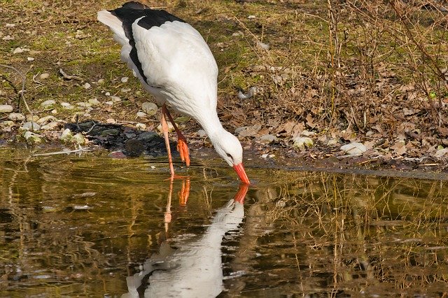 Free download Bird Animal Zoo -  free photo or picture to be edited with GIMP online image editor