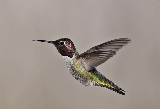 Free download bird anna s hummingbird ornithology free picture to be edited with GIMP free online image editor