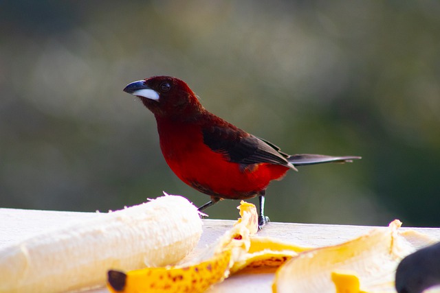 Free download bird banana beak feathers plumage free picture to be edited with GIMP free online image editor