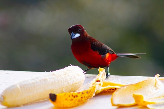 Free download bird banana food beak feathers free picture to be edited with GIMP free online image editor