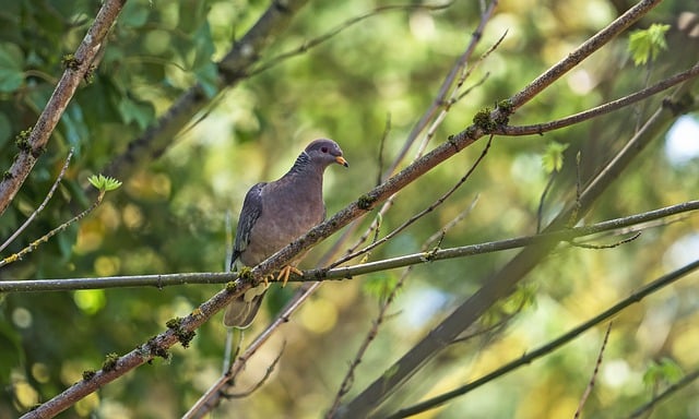 Free download bird band tailed pigeon ornithology free picture to be edited with GIMP free online image editor