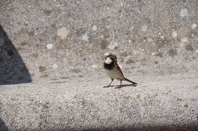 Free download Bird Bank Stone -  free photo or picture to be edited with GIMP online image editor