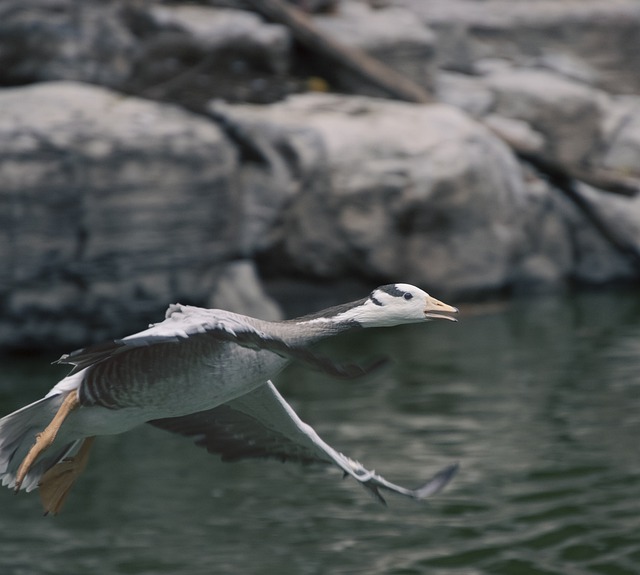 Free download bird bar headed goose ornithology free picture to be edited with GIMP free online image editor