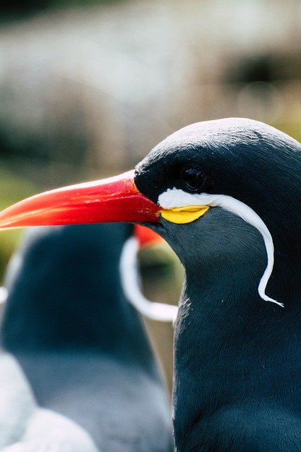 Free download Bird Bart Zoo -  free photo or picture to be edited with GIMP online image editor