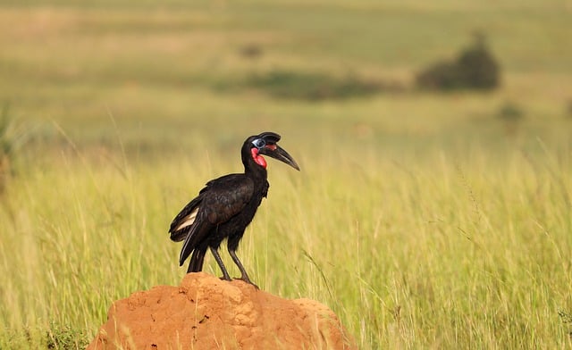 Free download bird beak abyssinian ground hornbill free picture to be edited with GIMP free online image editor