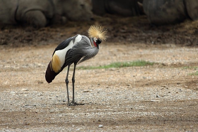 Free download bird beak crane feathers free picture to be edited with GIMP free online image editor