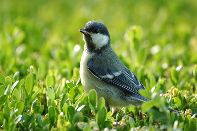 Free download bird beak feathers young great tit free picture to be edited with GIMP free online image editor