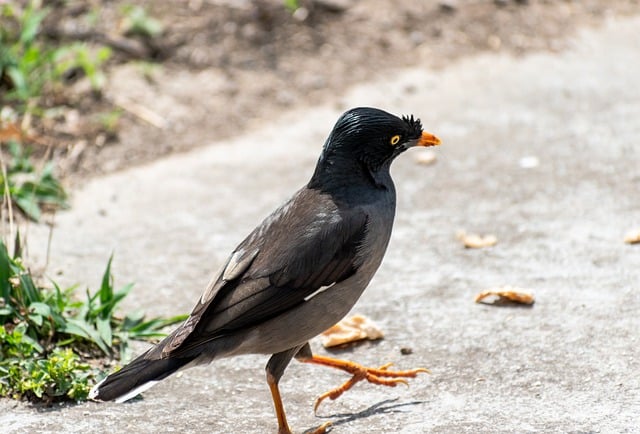 Free download bird beak myna indian myna animal free picture to be edited with GIMP free online image editor