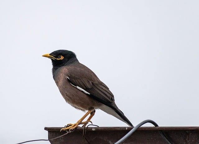 Free download bird beak myna ornithology species free picture to be edited with GIMP free online image editor