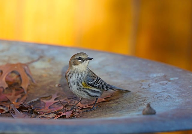 Free download bird bird bath wildlife backyard free picture to be edited with GIMP free online image editor