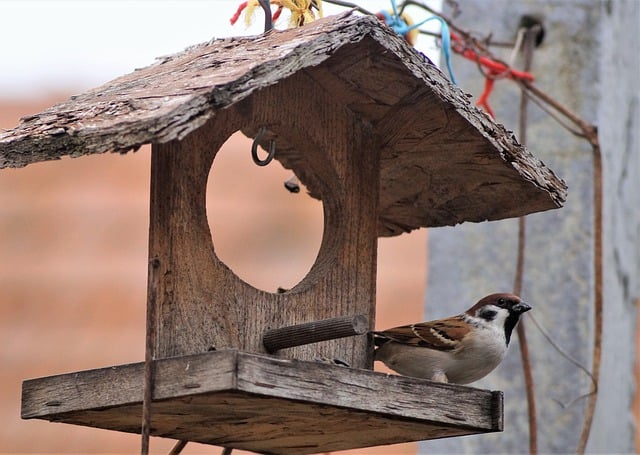 Free download bird bird feeder aviary seeds yard free picture to be edited with GIMP free online image editor