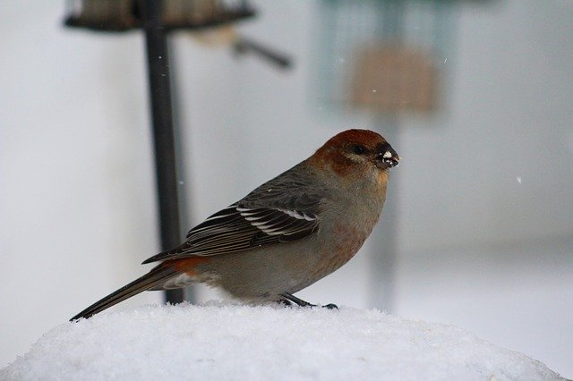 Free download Bird Birding Pine Grosbeak -  free photo or picture to be edited with GIMP online image editor